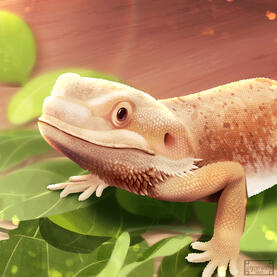 Gift - Bearded Dragon