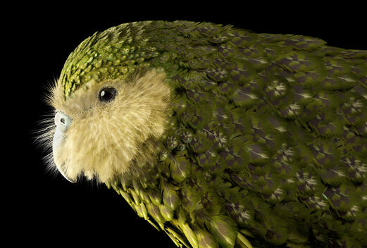 Real Life - Kakapo Conservation